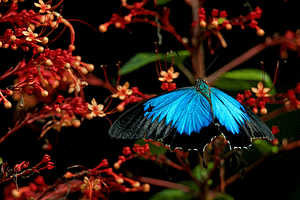 butterfly on flowering bush