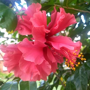 Pink hibiscus